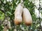 Sausage tree Kigelia africana fruits hanging in treen