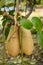 Sausage tree or Kigelia Africana with large fruit