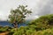 Sausage tree Kigelia africana in Tanzania, Africa