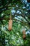 Sausage tree plant - Kigelia africana fruit.