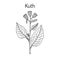 Saussurea costus, or kuth, medicinal plant