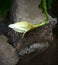 Saussurea obvallata bud is growing in garden