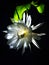 Saussurea obvallata Flower