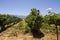 Sauvignon blanc vineyard