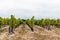 Sauvignon blanc vineyard against cloudy sky in Re ISland