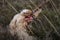 Savage action shot of small hairy dog chewing a stick in countryside