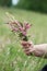 Savage flowers bouquet in hand of woman in a meadow