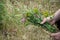 savage flowers bouquet in hand of woman in a meadow