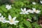 savage white anemones on the forest