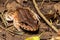 Savages thin-toed frog (Leptodactylus savagei), Carara National Park, Tarcoles, Costa Rica wildlife