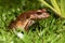 Savages thin-toed frog - Leptodactylus savagei, Refugio de Vida Silvestre Cano Negro, Costa Rica Wildlife