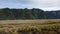 Savana at Bromo