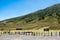 Savana Field, Bromo Tengger National Park, East Java, Indonesia.