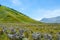 Savana Field, Bromo Tengger National Park, East Java, Indonesia.