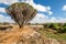 Savana landscape in Africa.