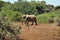 Savana landscape with elephant