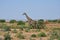 Savana landscape with giraffe