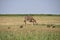 Savana landscape with giraffe drinking and warthog