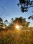 Savana in the morning is perfect landscape