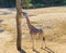 Savanna animal portrait of a giraffe reaching and eating from a branch in a tree