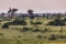Savanna bushveld area