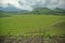 The savanna is dominated by verdant grass in the rainy season