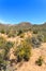 Savanna forest landscape and blue sky