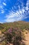 Savanna forest landscape and blue sky in Cape Town