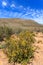 Savanna forest landscape and blue sky in South Africa