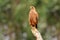 Savanna hawk, Buteogallus meridionalis, Pantanal, Brazil. Wildlife scene from tropic forest. Forest in background. Bird from