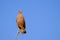 Savanna Hawk, Buteogallus Meridionalis, perched on a branch, Pantanal, Porto Jofre, Mato Groso, Brazil