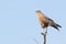 A Savanna Hawk (Heterospizias meridionalis) resting on branch