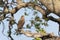 Savanna hawk perched in a tree