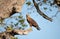 Savanna hawk perched in a tree