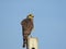 The Savanna Hawk - South Brazil