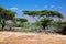 Savanna landscape in Africa, Serengeti, Tanzania