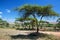 Savanna landscape in Africa, Serengeti, Tanzania