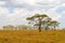 Savanna landscape with grassland and trees in Africa