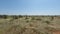 Savanna landscape in kenya