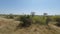 Savanna landscape in kenya