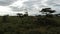 Savanna landscape in kenya