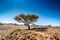 Savanna in moroccan hamada desert Erg Chigaga near Four Zguid with acacia trees