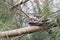 Savanna Nightjar Caprimulgus affinis perching on tree at wetland