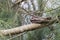 Savanna Nightjar Caprimulgus affinis perching on tree at wetland