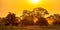 Savanna Orange morning light on S100 Kruger