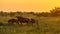 Savanna Orange morning light with three wildebeest