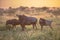 Savanna Orange morning light with three wildebeests on S100 Kruger