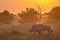 Savanna Orange morning light with wildebeest on S100 Kruger