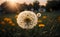 Savanna\\\'s Sunset Glow: Blooming Dandelions in the Twilight