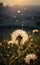 Savanna\\\'s Sunset Glow: Blooming Dandelions in the Twilight